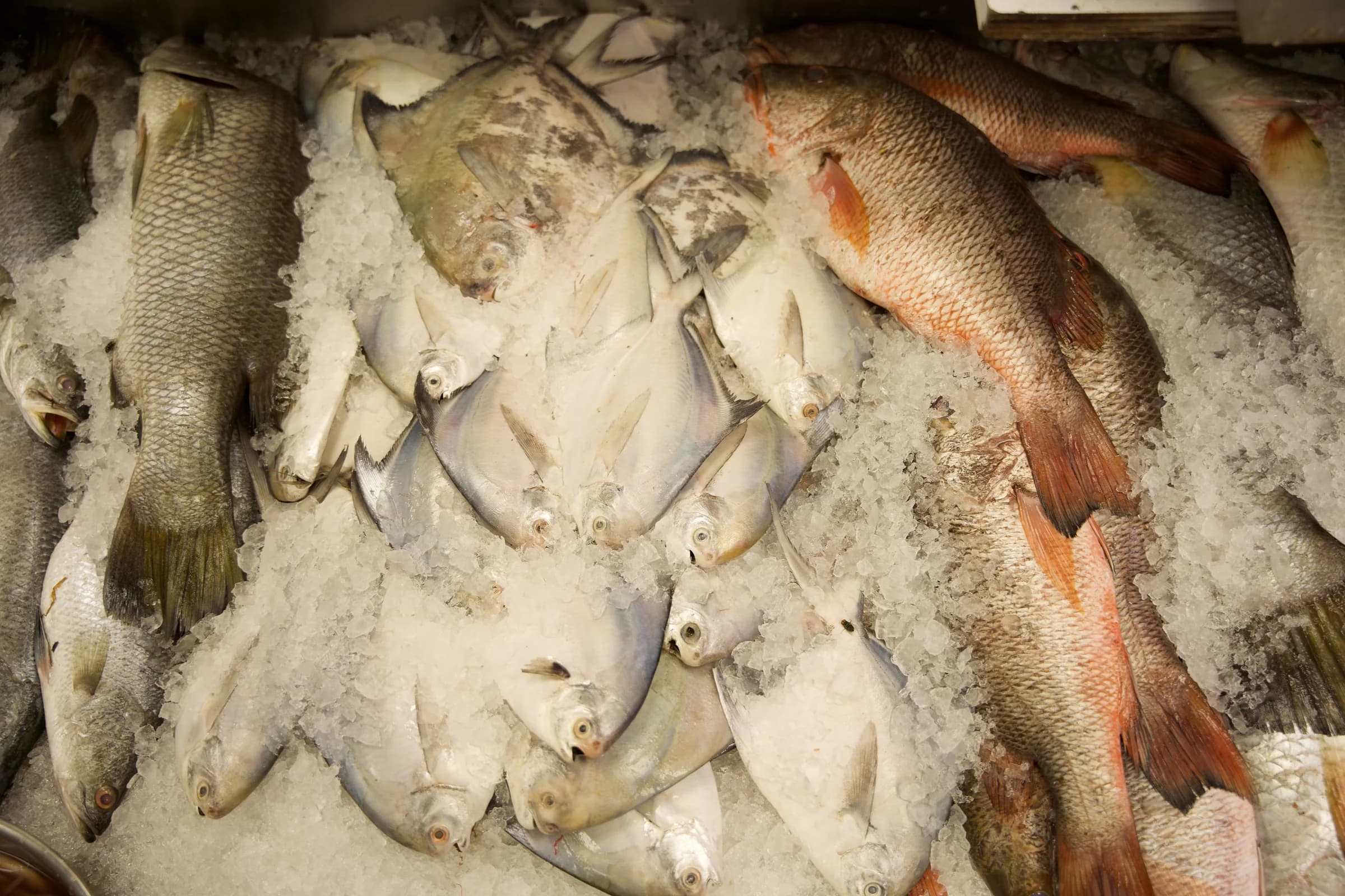 A selection of fresh silver and red fish displayed on ice